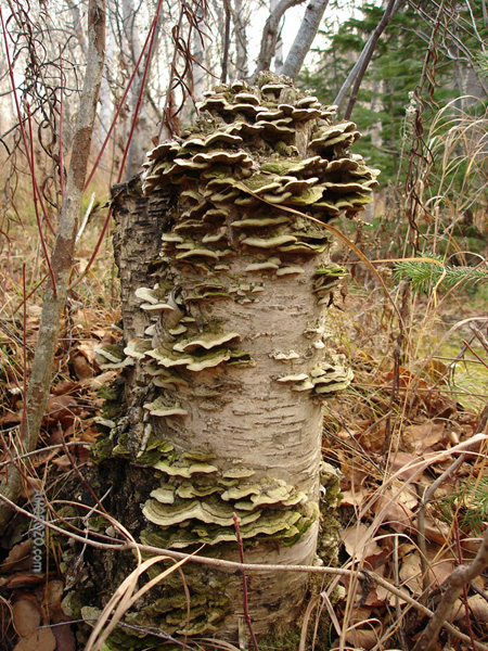 Река Очепуха (Очиха), Корсаковский район, Остров Сахалин