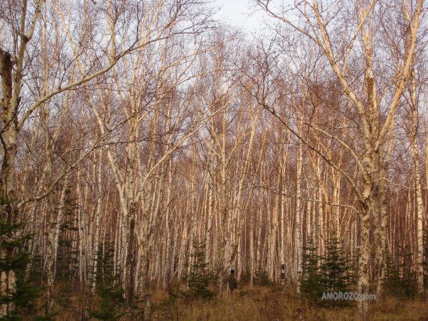 Река Очепуха (Очиха), Корсаковский район, Остров Сахалин