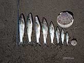 Рыба и рыбалка на Сахалине, красноперка