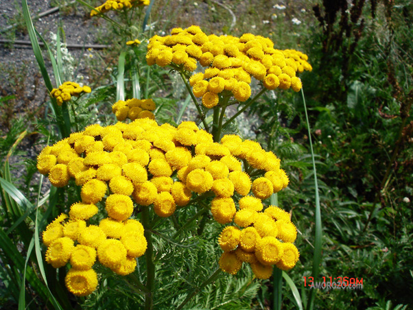 Сахалинские цветы