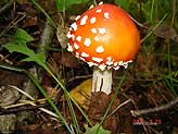 Сахалинские грибы